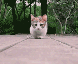 3.gif
